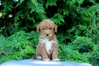 puppy, for, sale, Mini Golden Doodle F1, Matthew B. Stoltzfus, dog, breeder, Gap, PA, dog-breeder, puppy-for-sale, forsale, nearby, find, puppyfind, locator, puppylocator, aca